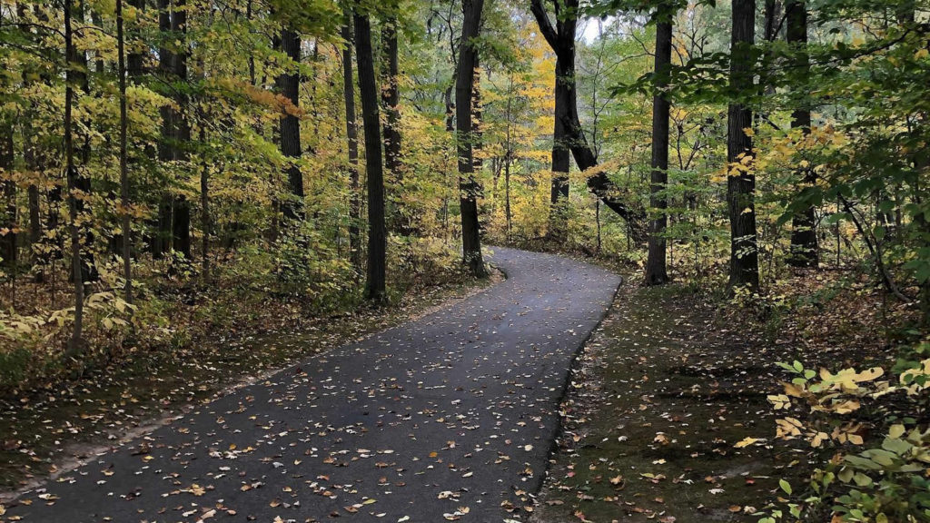 Forest Trail